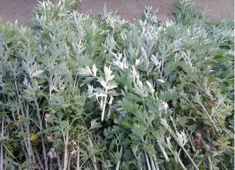 華展貓先生，端午節(jié)，垃圾分類
